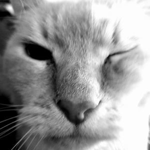 Meet your Posher, Heidi